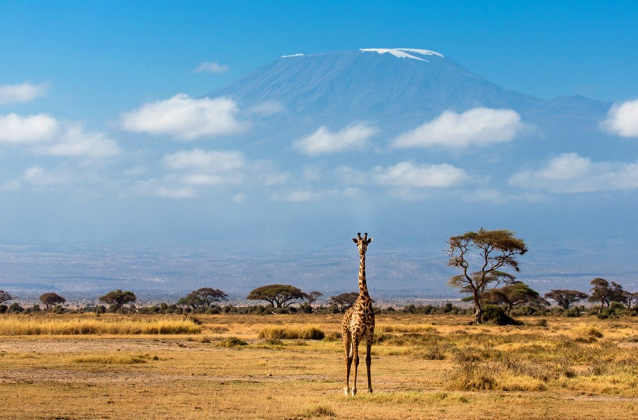 Amboseli-Giraffe