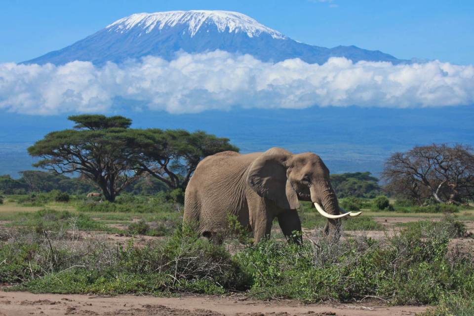 Amboseli-tours