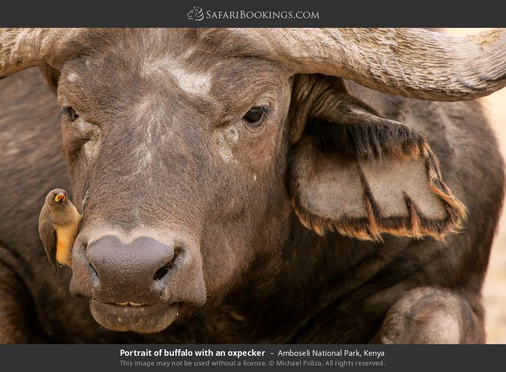 Amboseli_National_Park_002