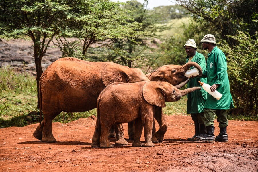 David-Sheldrick-Wildlife-Trust