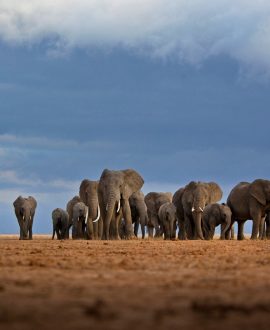 Amboseli