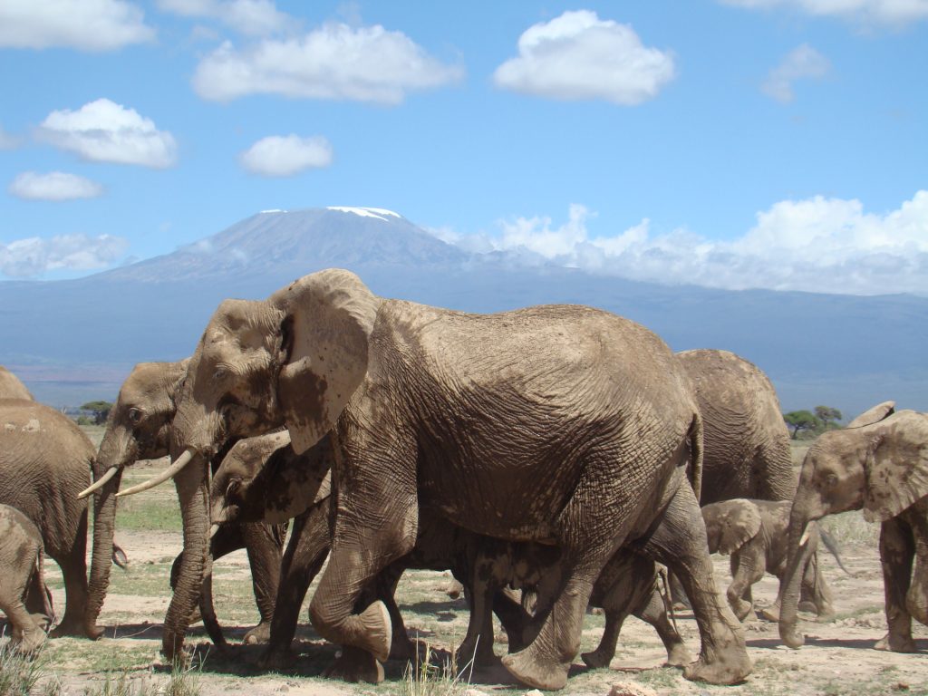 amboseli1