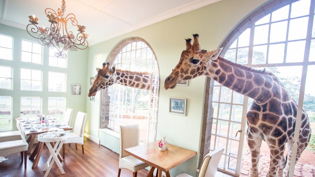 giraffe-manor