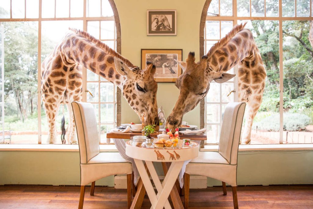 giraffe-manor1
