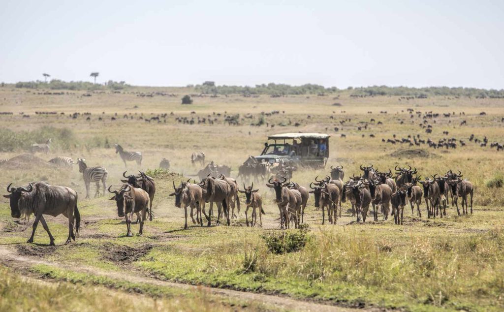 maasai mara