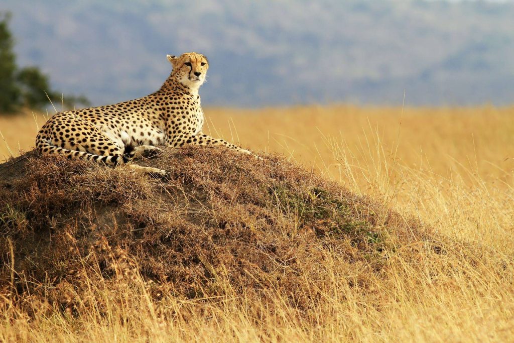 maasaimara7