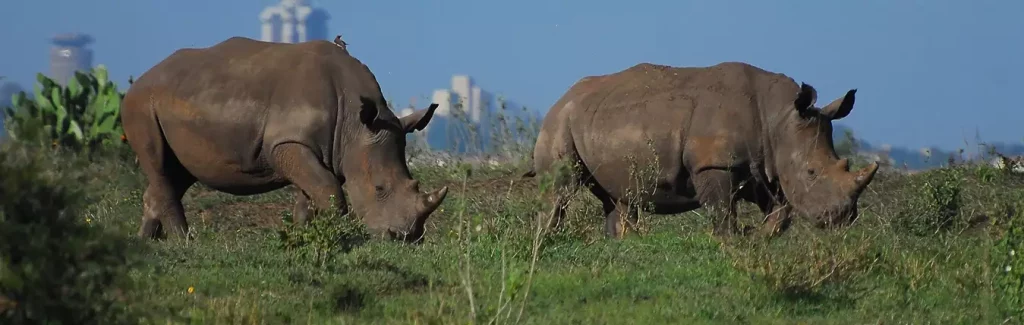 nairobi-park-rhino