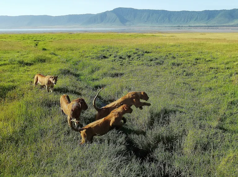 ngorngoro-lions1