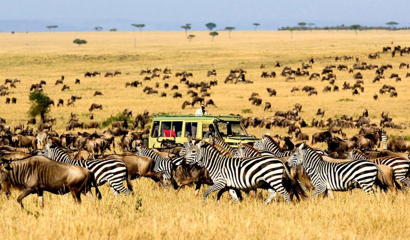 tanzania safari
