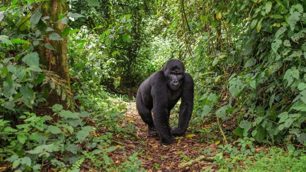 uganda-gorilla2