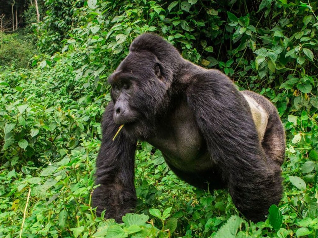 uganda-gorilla3